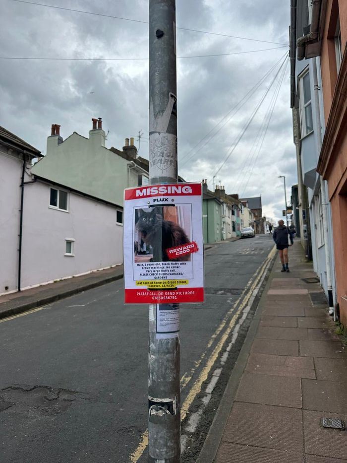 A lost pet poster on a lamp post