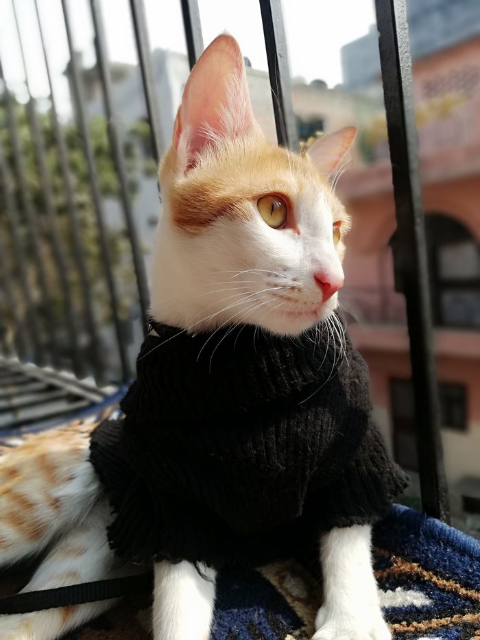 My orange and white cat by a window